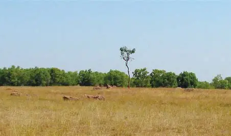 Grasslands of India
